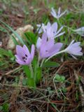 Colchicum cupanii