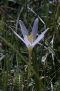 Colchicum alpinum