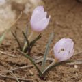 Colchicum triphyllum