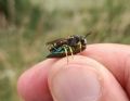 Cerceris bupresticida