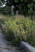 Petrosedum ochroleucum subsp. mediterraneum