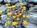 Petrosedum montanum