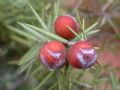 Juniperus oxycedrus