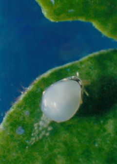 Cystiscidae