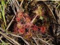 Drosera rotundifolia