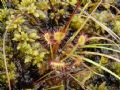 Drosera rotundifolia