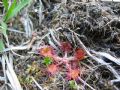 Drosera rotundifolia