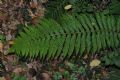 Polystichum setiferum