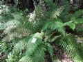 Polystichum setiferum