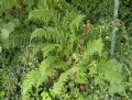 Dryopteris filix-mas