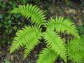 Dryopteris cambrensis