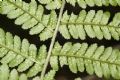 Dryopteris filix-mas