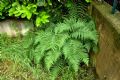 Dryopteris affinis