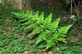 Dryopteris carthusiana