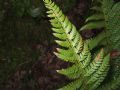 Polystichum setiferum