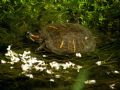 Trachemys scripta elegans