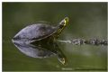 Trachemys scripta scripta