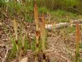 Equisetum telmateia