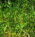 Equisetum variegatum (cfr.)