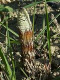 Equisetum sp.