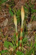 Equisetum telmateia