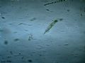 Euglena acus