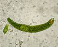 Euglena sp.