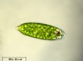 Euglena velata