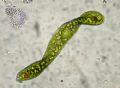 Euglena ehrenbergi