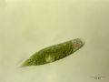 Euglena sp.