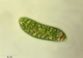 Euglena sp.