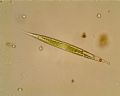 Euglena acus