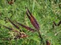 Amorpha fruticosa