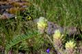 Astragalus alopecurus