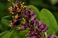 Amorpha fruticosa