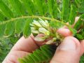 Astragalus boeticus