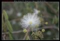 Albizia sp.  