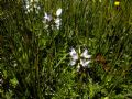 Astragalus alpinus