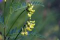 Astragalus frigidus