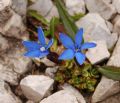 Gentiana brentae