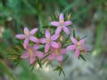 Centaurium erythraea