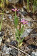 Centaurium pulchellum