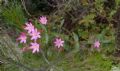 Centaurium erythraea (anomalo)