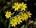 Blackstonia perfoliata