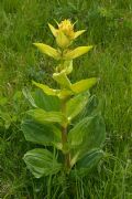 Gentiana lutea