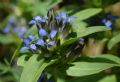 Gentiana cruciata