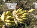 Gentiana lutea