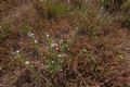 Centaurium spicatum