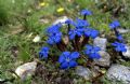 Gentiana brachyphylla