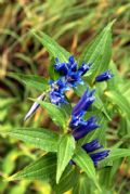 Gentiana asclepiadea